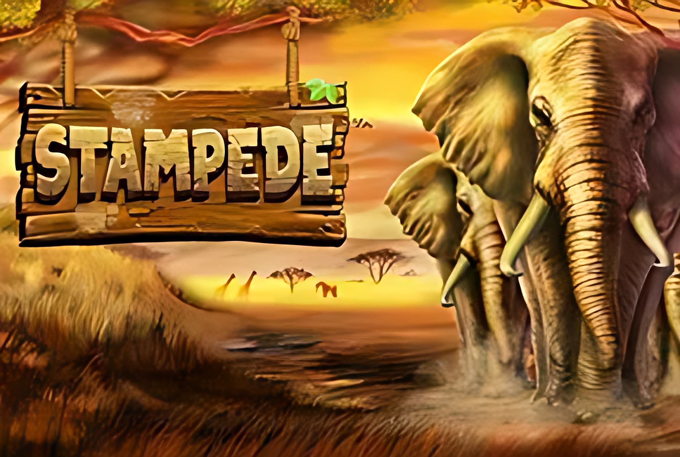 Stampede
